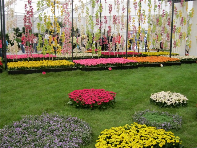 Flora art 2011